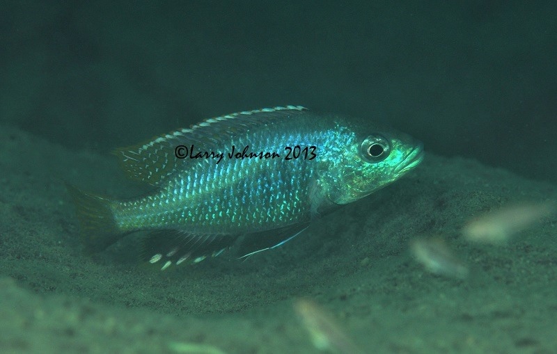 Corematodus taeniatus 'Mazinzi Reef'